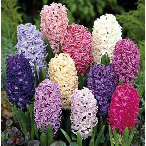 hyacinth bulbs for sale
