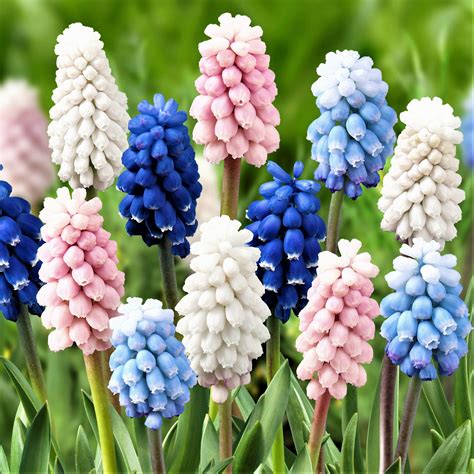 hyacinth bulbs for sale