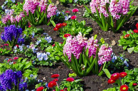 hyacinth bush