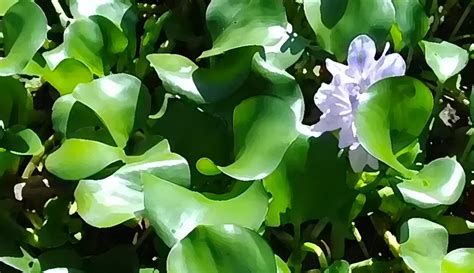 hyacinth fertilizer