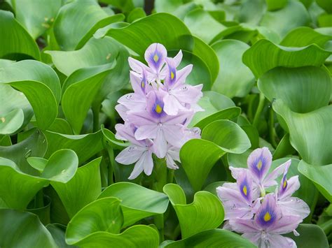 hyacinth lily