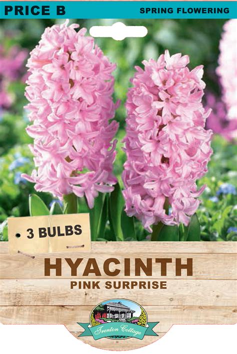 hyacinth pink surprise