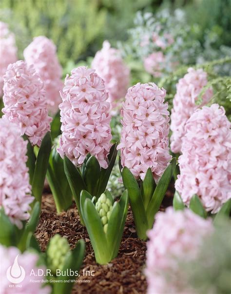 Hyacinth Pink Surprise: The Ultimate Guide
