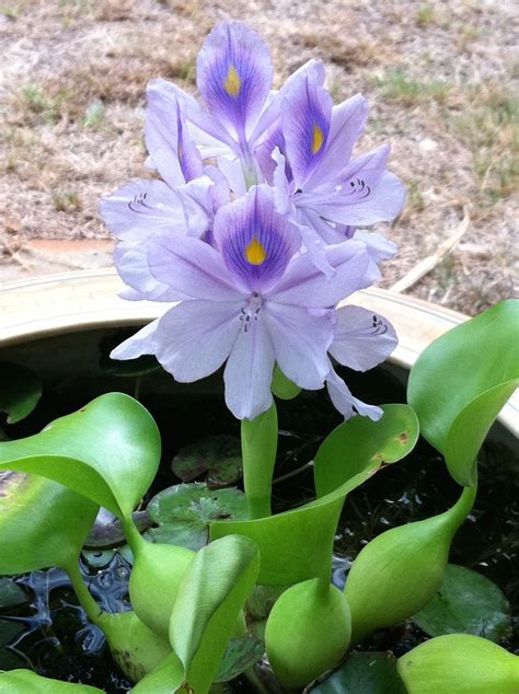 hyacinth pond plant