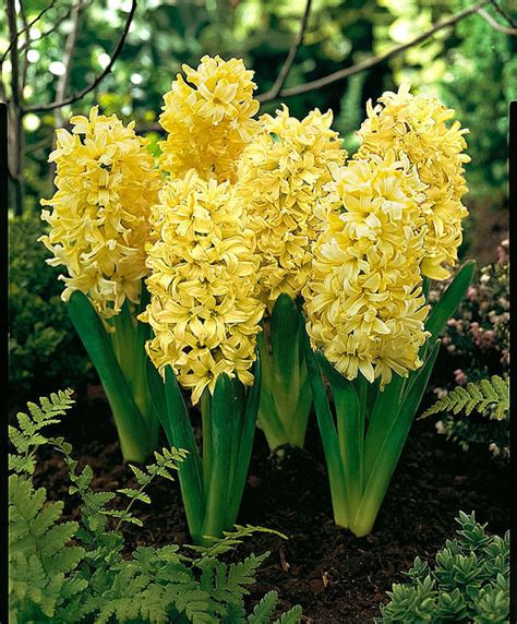 hyacinth yellow queen