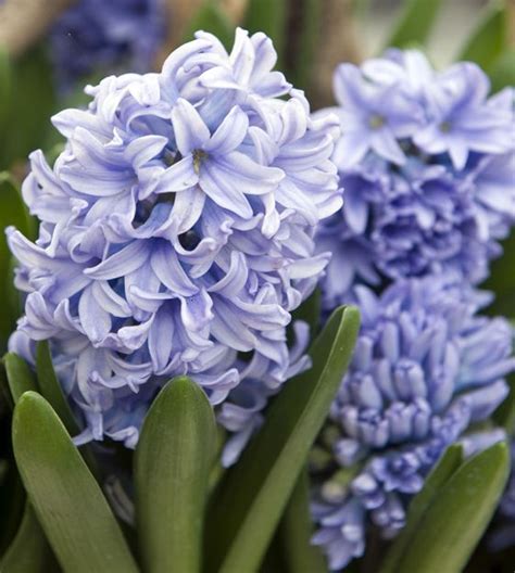 hyacinthus delft blue