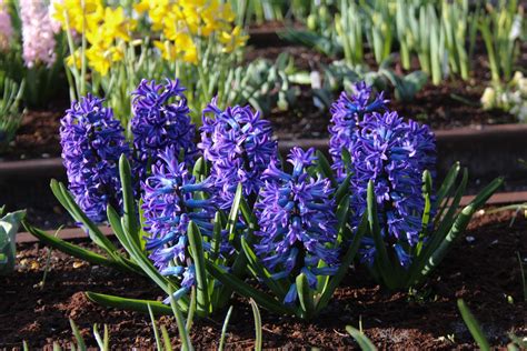 hyacinthus orientalis blue jacket
