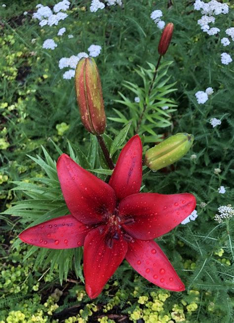hybrid asiatic lily