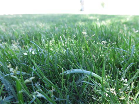 hybrid bluegrass information