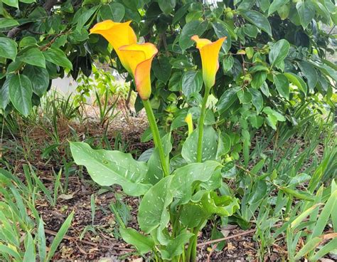 hybrid calla lily