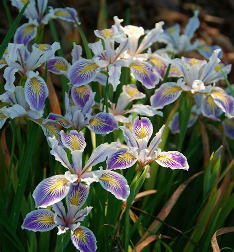 hybrid iris