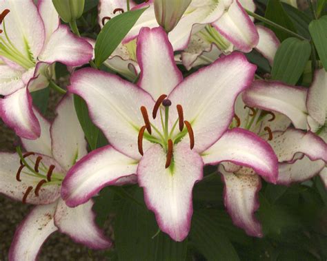 hybrid oriental lily