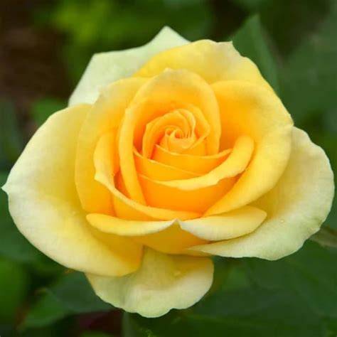 hybrid tea rose yellow