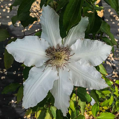 hyde hall clematis