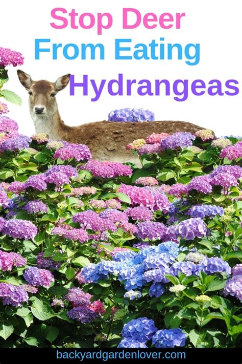 hydrangea and deer