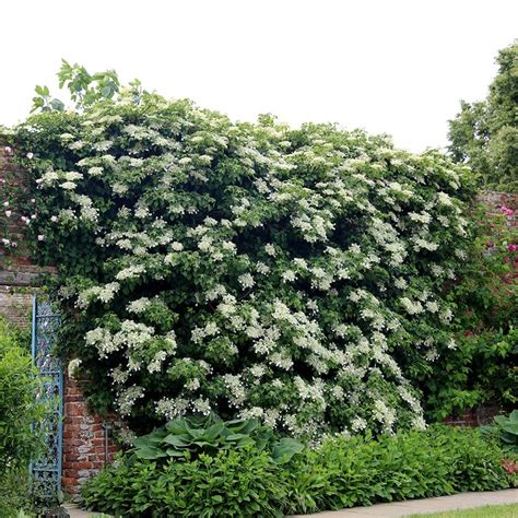 hydrangea anomala petiolaris evergreen