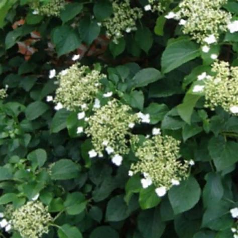 hydrangea anomala winter surprise
