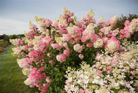 hydrangea berry white