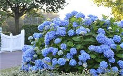 hydrangea big daddy