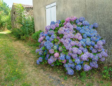 hydrangea blooming season