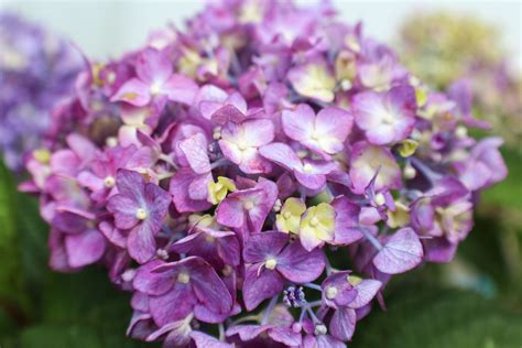hydrangea bloomstruck care