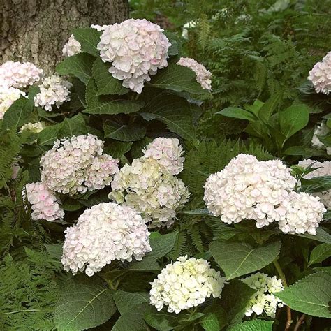 hydrangea blushing bride pruning