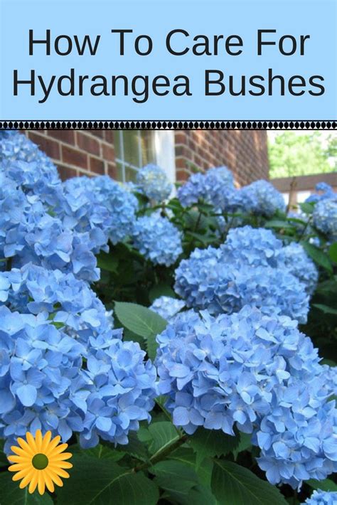 hydrangea bush care