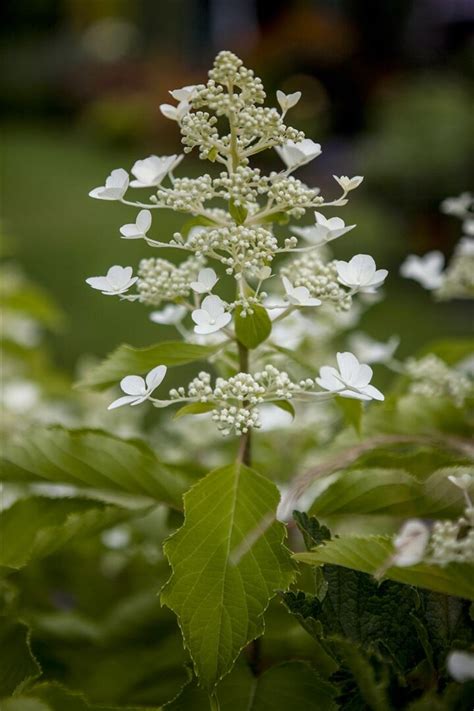 hydrangea butterfly
