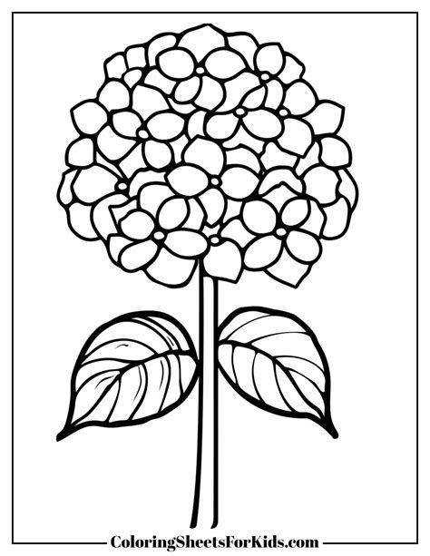 hydrangea coloring sheet