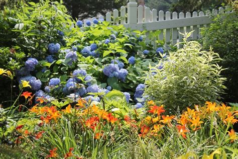 hydrangea companion plants full sun