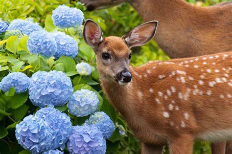 hydrangea deer