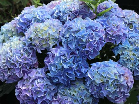 hydrangea early blue