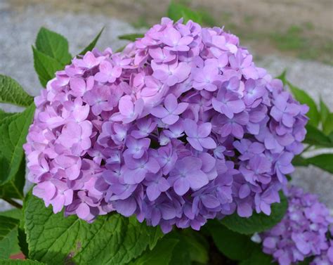 hydrangea full shade