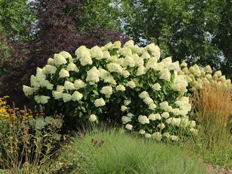 hydrangea grandiflora