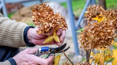 hydrangea hortensia pruning