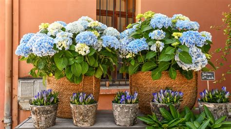 hydrangea how to grow in pots
