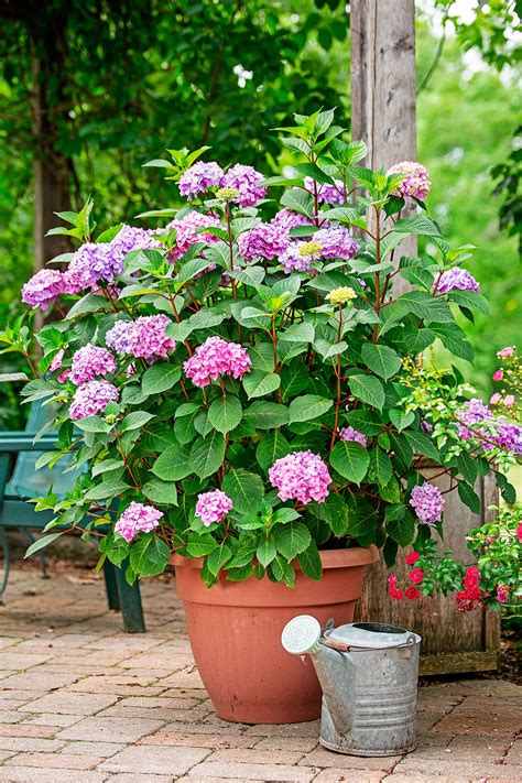 hydrangea in container