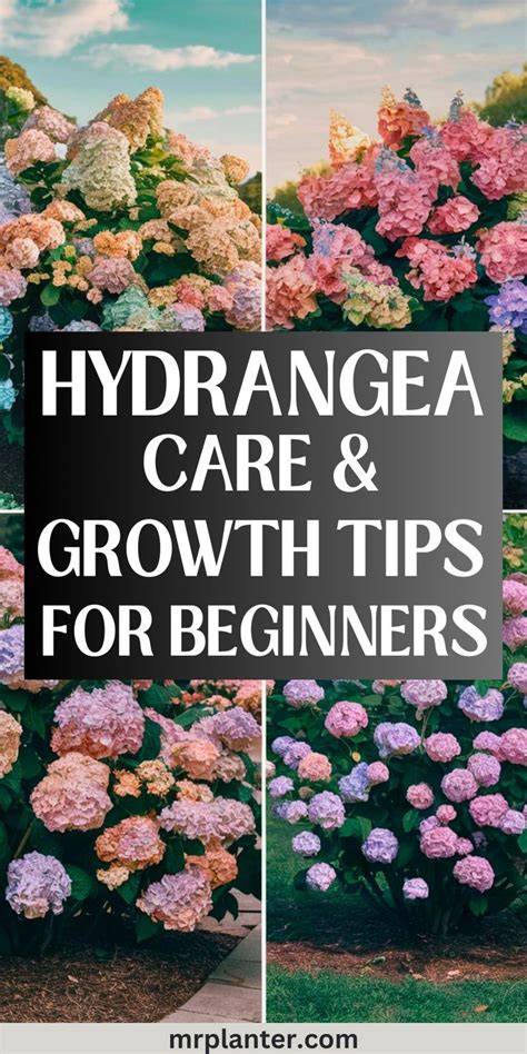 hydrangea in home care