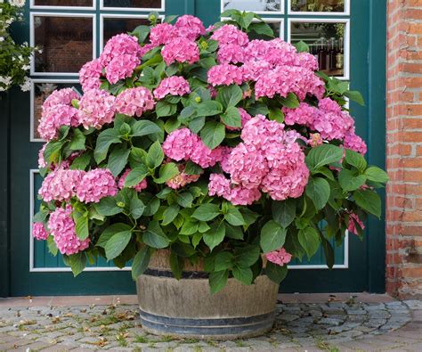 hydrangea in pots outdoors