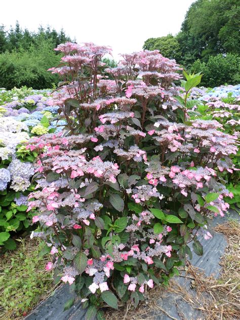hydrangea intermedia