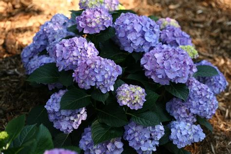 hydrangea macrophylla care