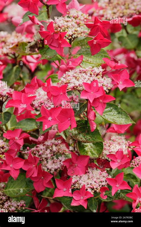 hydrangea macrophylla lady in red