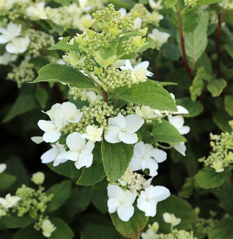 hydrangea paniculata dart's little dot