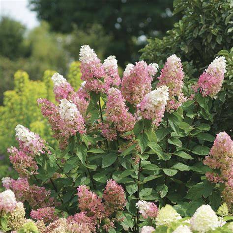 hydrangea paniculata pinky winky care