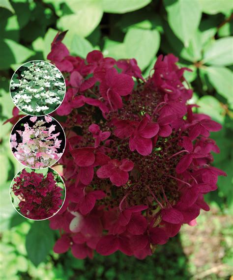hydrangea paniculata wim's red
