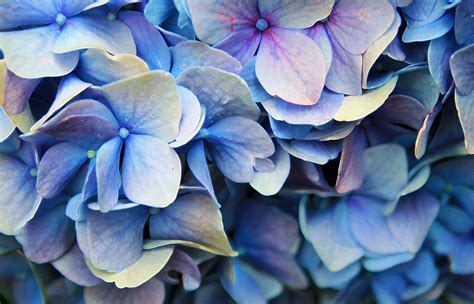 hydrangea petals