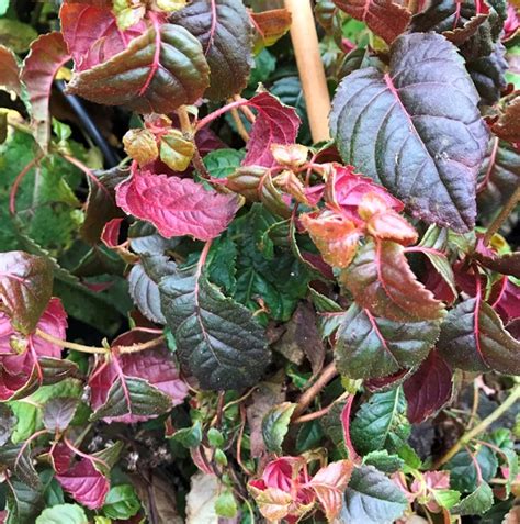 hydrangea petiolaris winter surprise