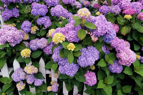 hydrangea plant