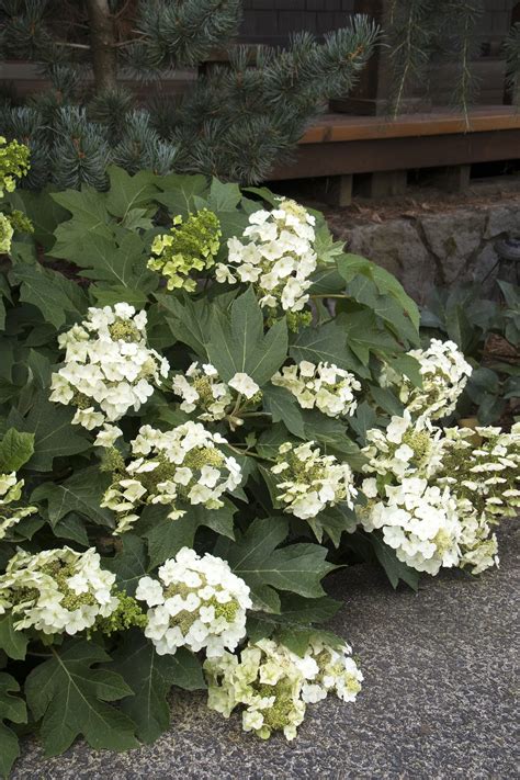 hydrangea quercifolia munchkin