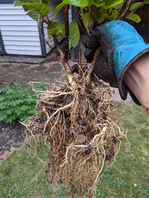 hydrangea root system